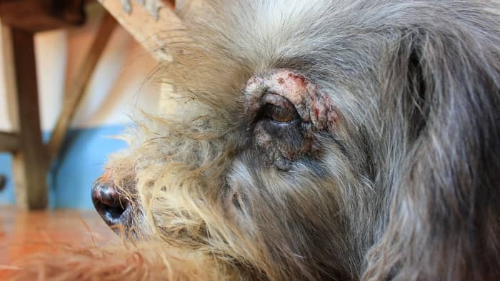 Yorkie Atopic Dermatitis