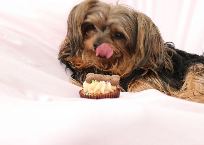 Yorkie eating