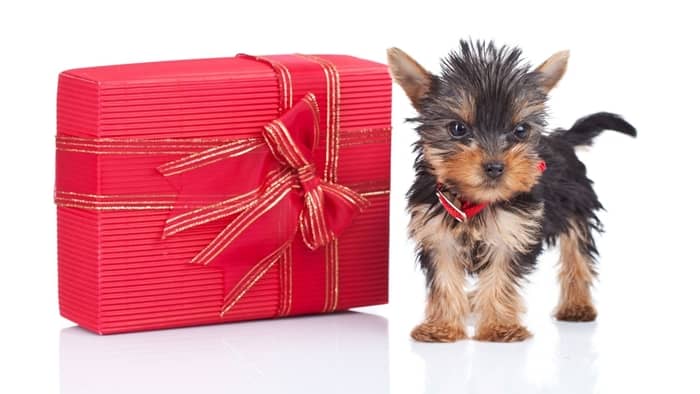  teacup yorkie adults size
