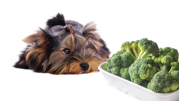  what vegetables are good for dogs