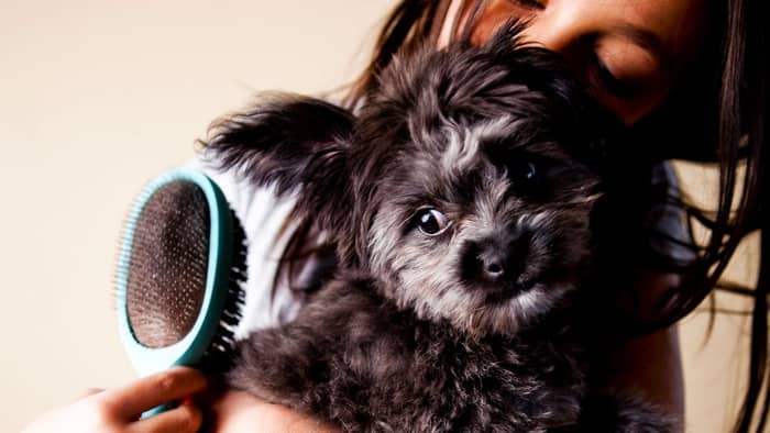 Yorkie Puppies Hypoallergenic 