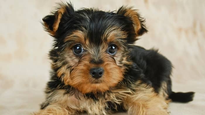 yorkie puppy coat