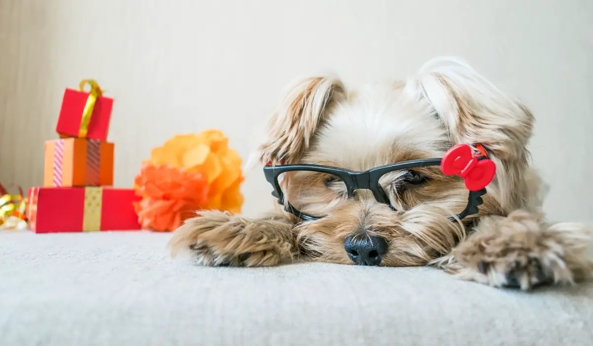 139 Dog Names For Yorkies Male – Picking The Perfect Name