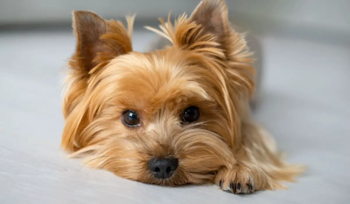 A Complete Guide To Yorkie Vaccination Schedule