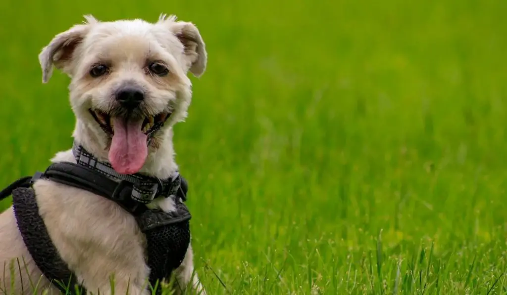 A Guide On Best Muzzle For Yorkies Our Yorkie