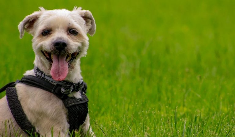 A Guide On Best Muzzle For Yorkies