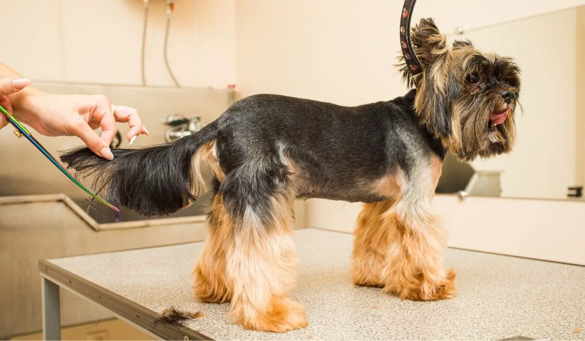 Are Yorkies Born With Long Tails