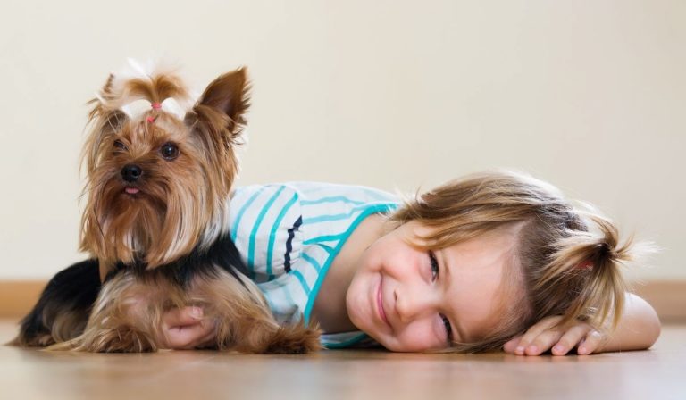 Are Yorkies Good With Babies