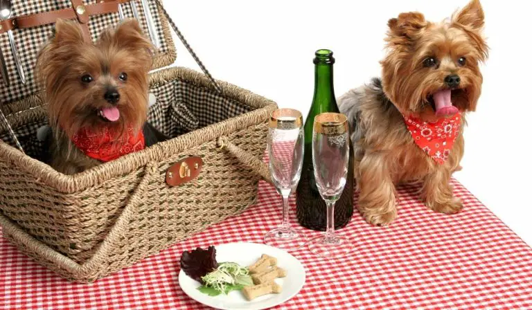 Breeding Yorkies First Time – Things You Need To Know