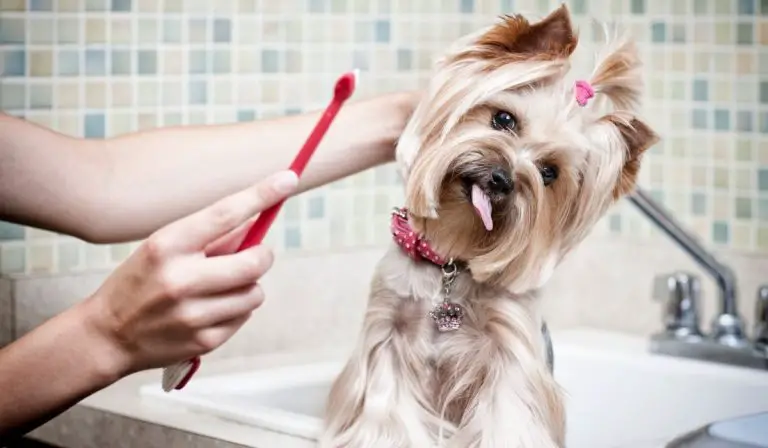 Brushing Yorkies Teeth – Owners Guide On Yorkie Oral Hygiene