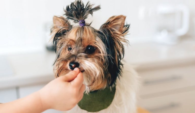 Can Yorkies Drink Milk