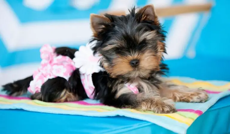 Do Yorkies Like To Swim - Here Is The Answer