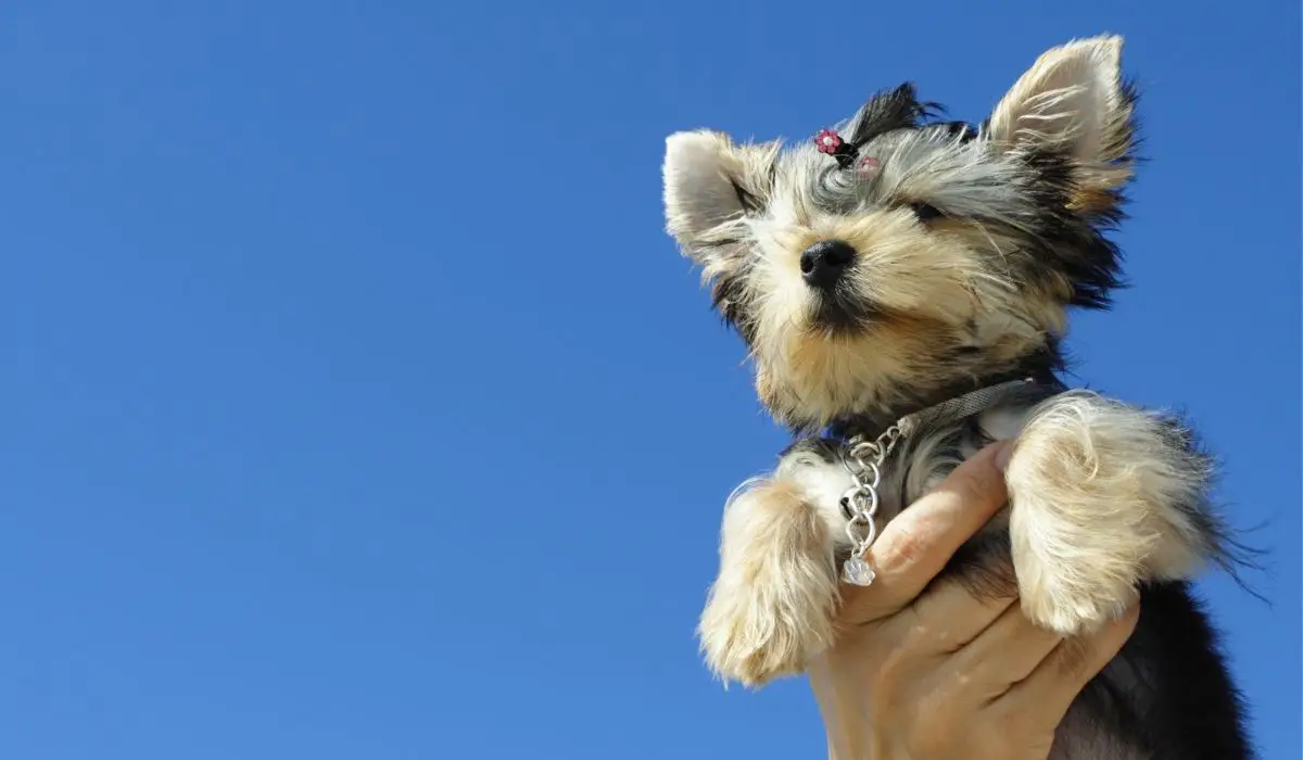 From Which Country Did The Yorkie Breed Dog Originate