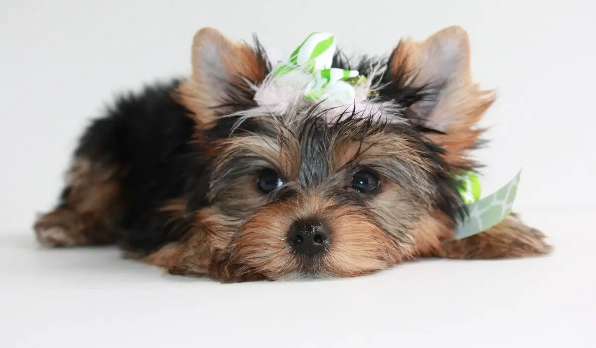 Grooming Styles For Your Yorkie Poo!