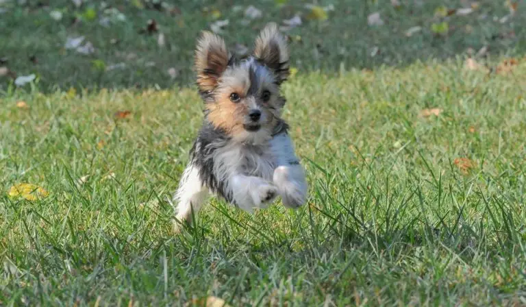 How Fast Can A Yorkie Run