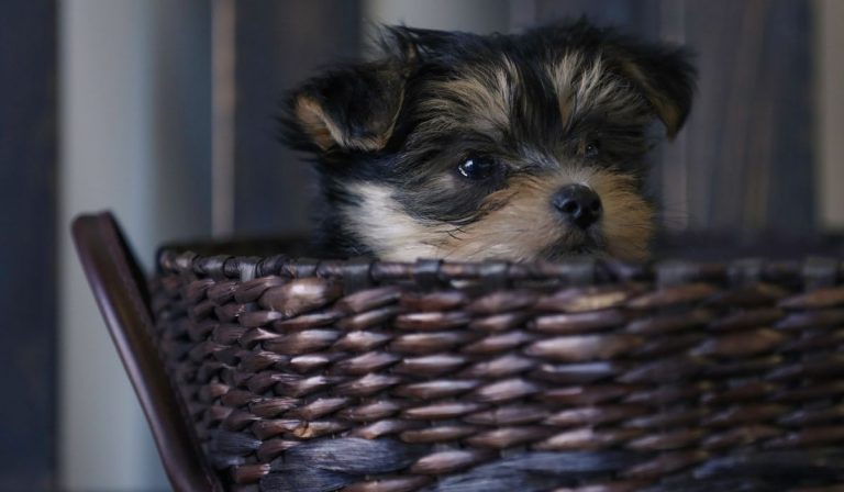 How Long Is The Yorkie Bichon Lifespan