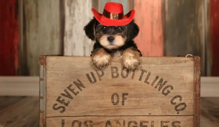 How Much Is A Miniature Yorkie