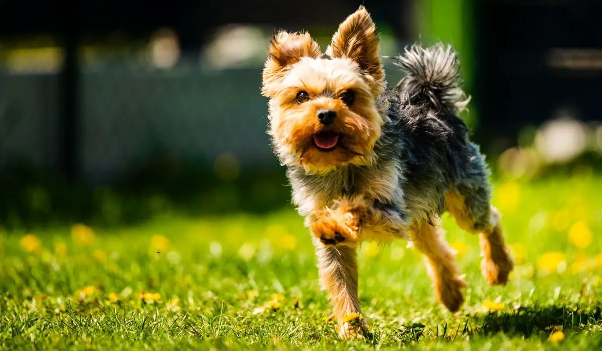 Introducing Yorkie Knee Problems...Causes and Solutions