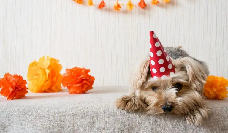 Most Common Yorkie Anxiety Symptoms