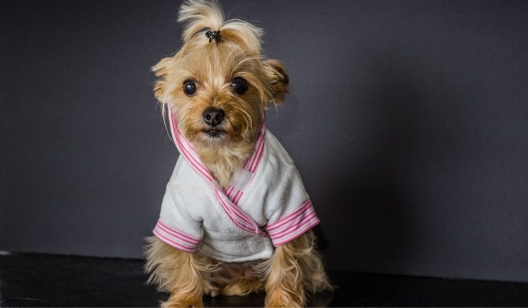 Rare Yorkie Colors - Introduction To The Best Colorways In Yorkies
