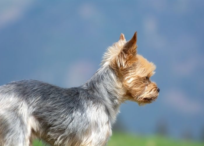 Silky Terrier Mix