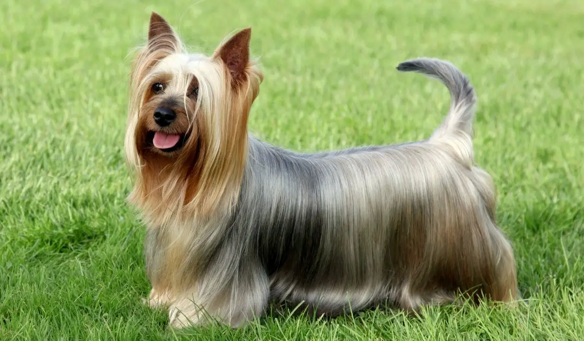 yorkie and silky terrier mix