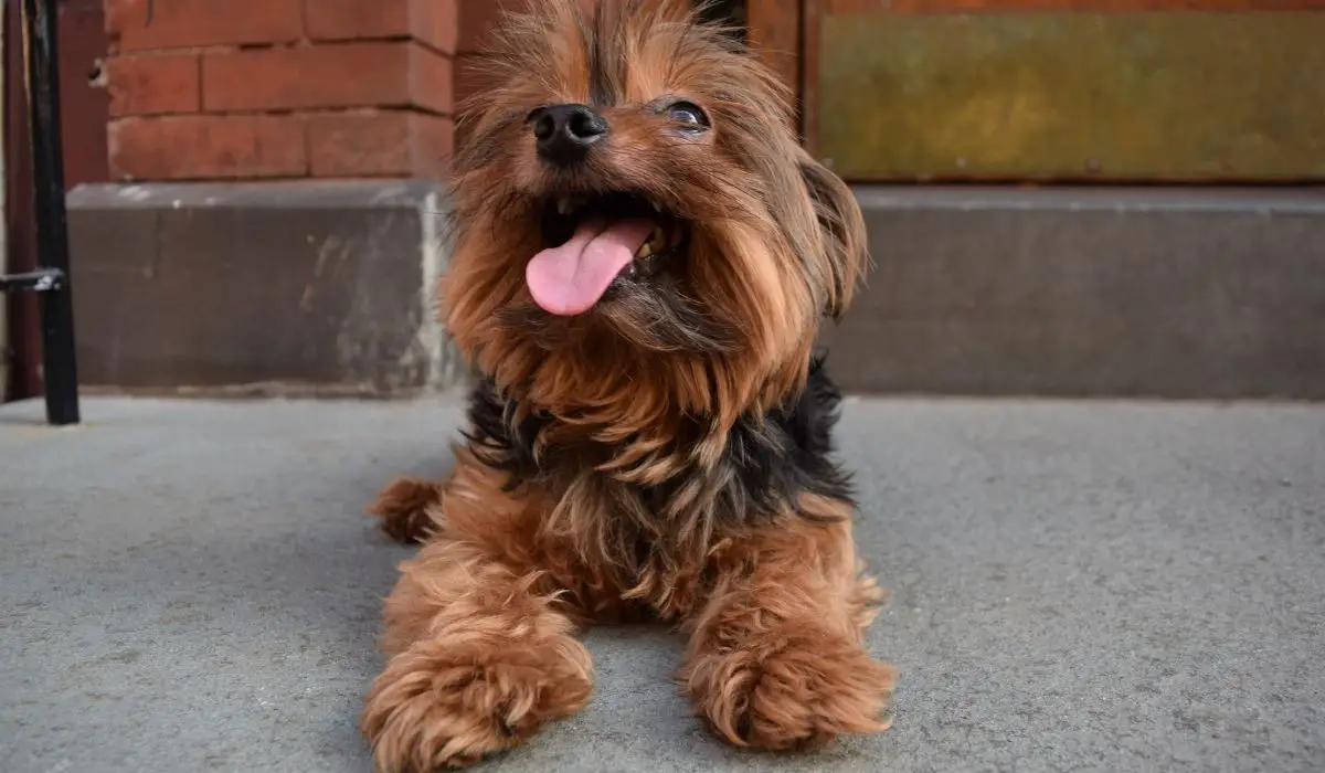 Teacup Yorkie 