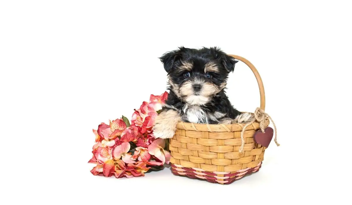 Top 7 Things You Need To Know About Toy Poodle and Yorkie Mix