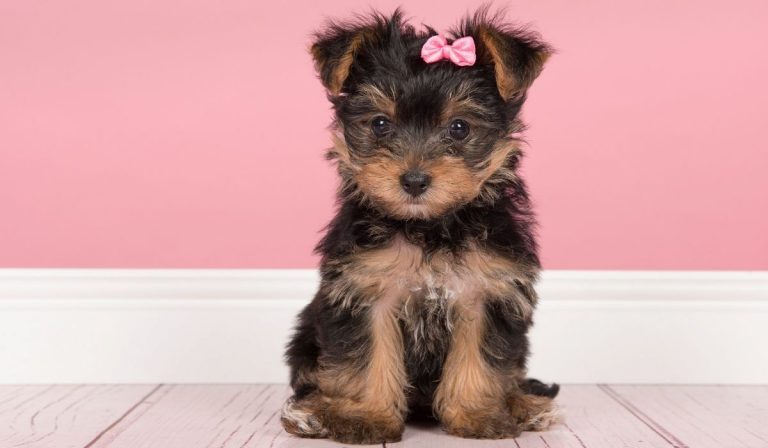 What Are The Reasons For Yorkie Coughing and Gagging