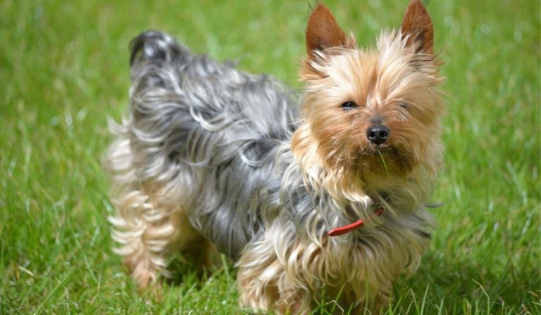 what-are-the-yorkies-in-heat-symptoms-our-yorkie