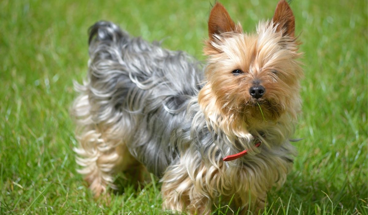 What Are The Yorkies In Heat Symptoms