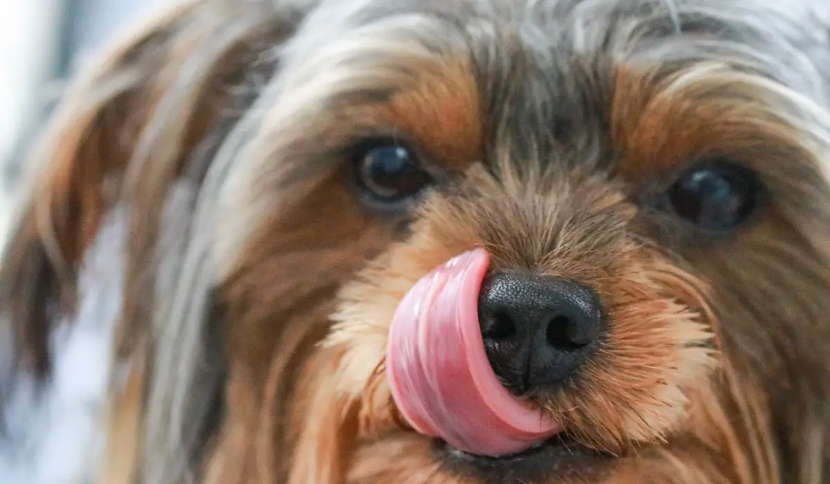 Why do Yorkies lick so much? - Our Yorkie