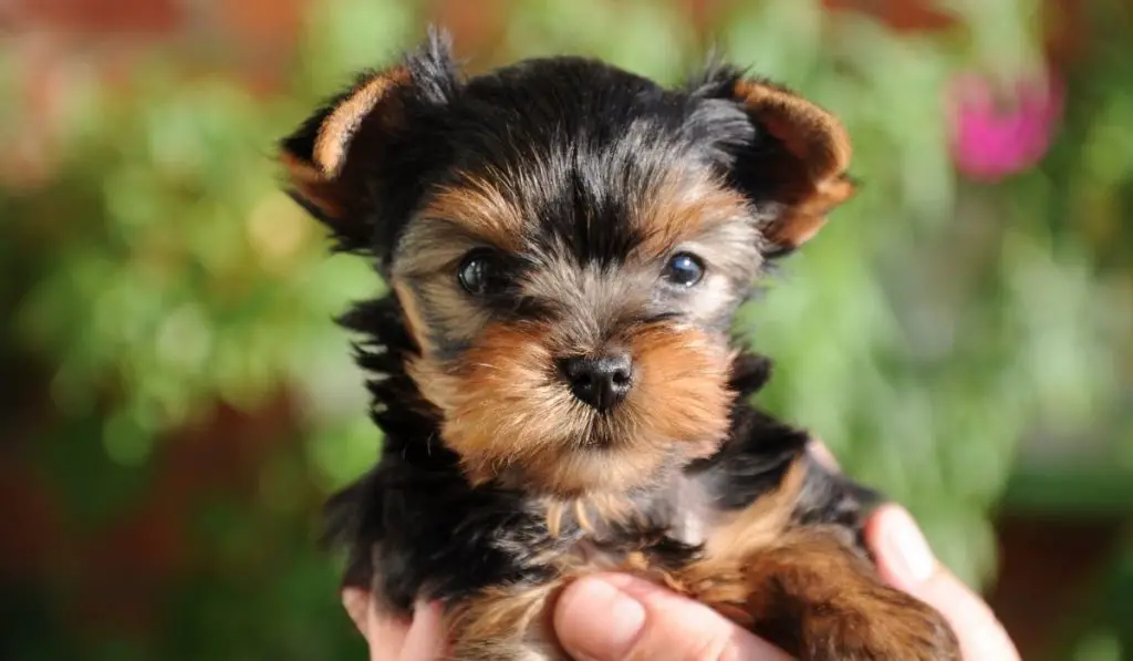 Yorkie Breathing Problems What You Should Know? Our Yorkie