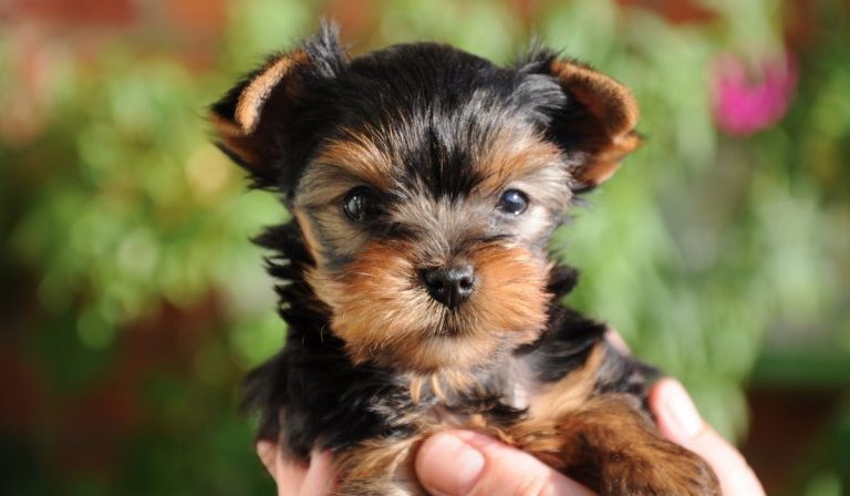 Yorkie Breathing Problems – What You Should Know