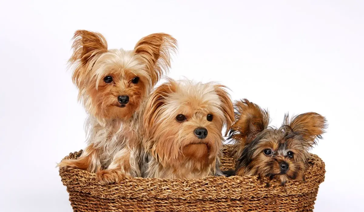 Yorkie Ear Infections – Examining and Medicating Your Yorkie