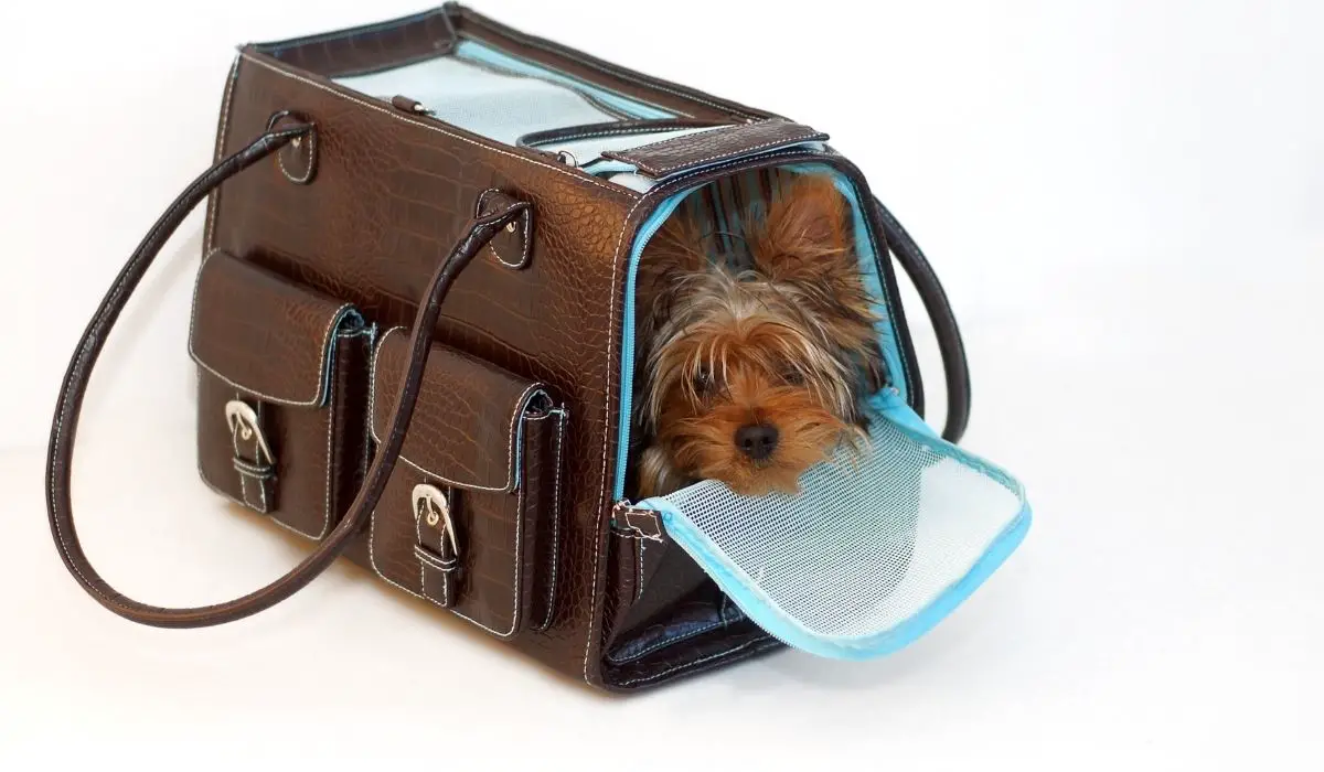 Yorkie Purse Carriers - 5 Great Choices