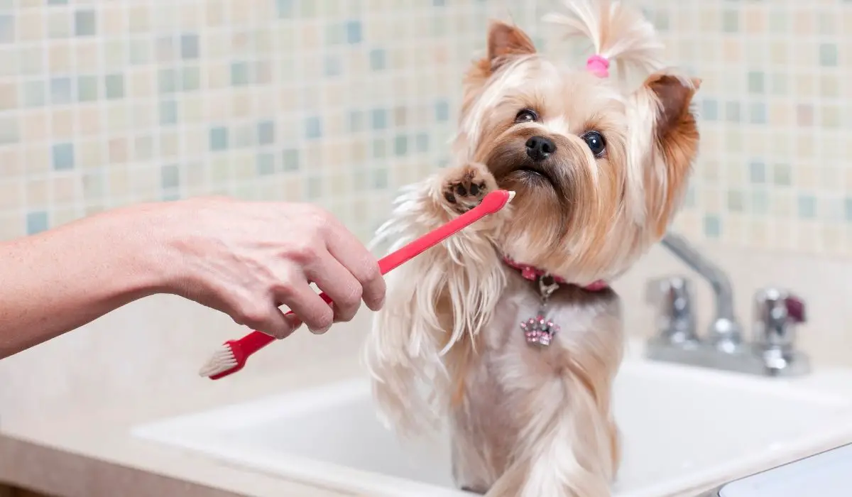 Yorkie Teeth Problems and How To Prevent Them