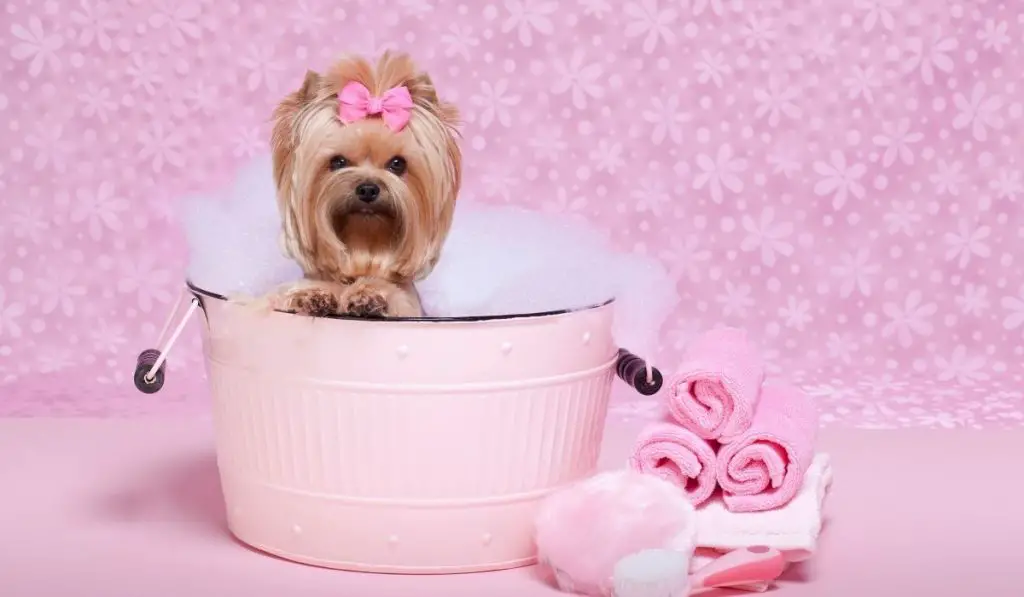How To Choose The Best Shampoo For Yorkies Hair? Our Yorkie