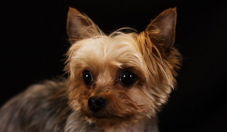 A Guide To Infections Cause Yorkie Eyes Discharge - Our Yorkie