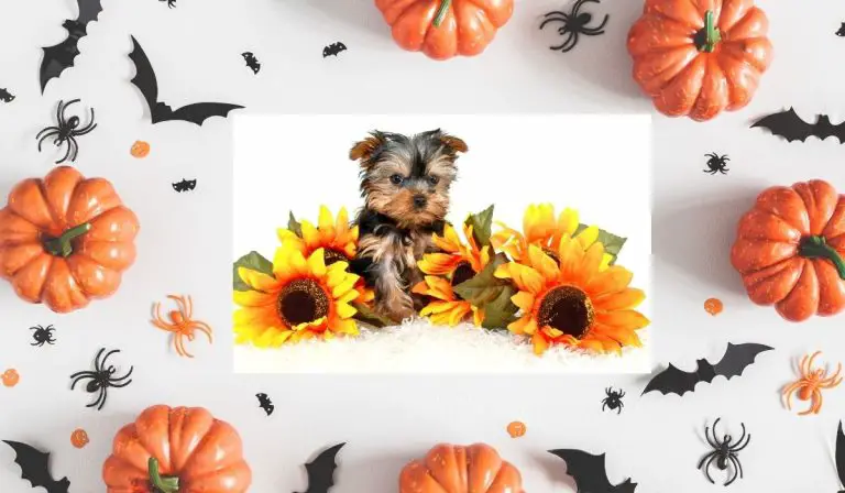 Yorkies In Costumes - Top 5 Halloween Picks