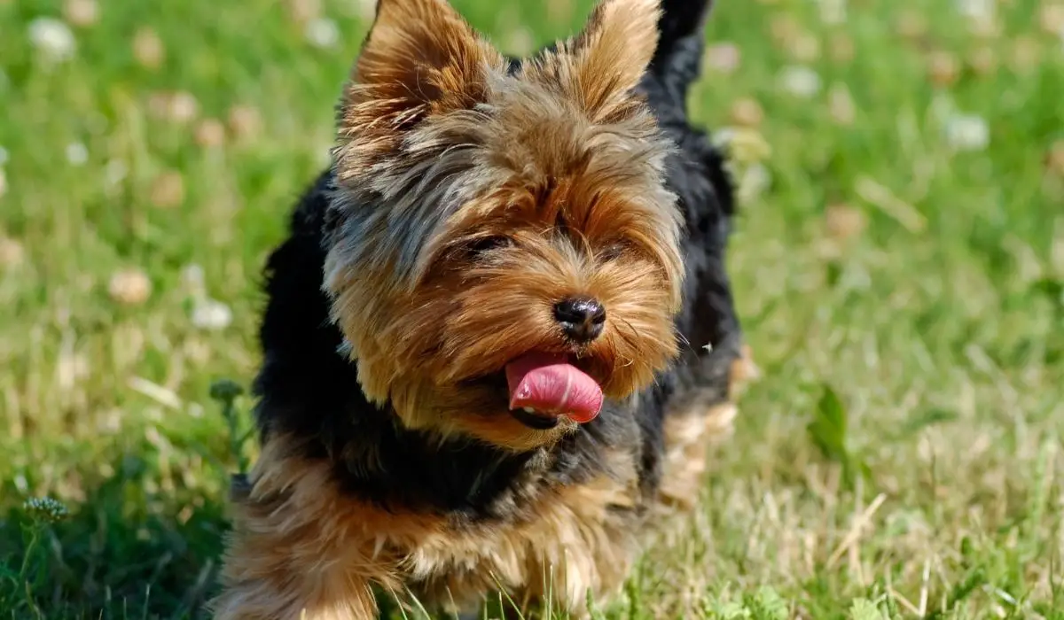 Yorkies With Diarrhea-What You Need To Know