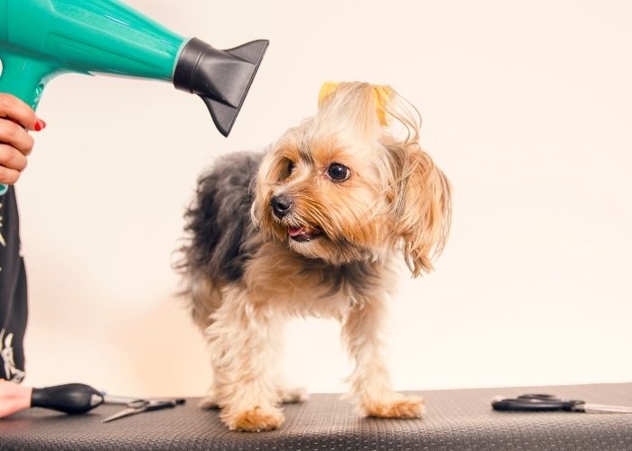 curly yorkie poo haircuts