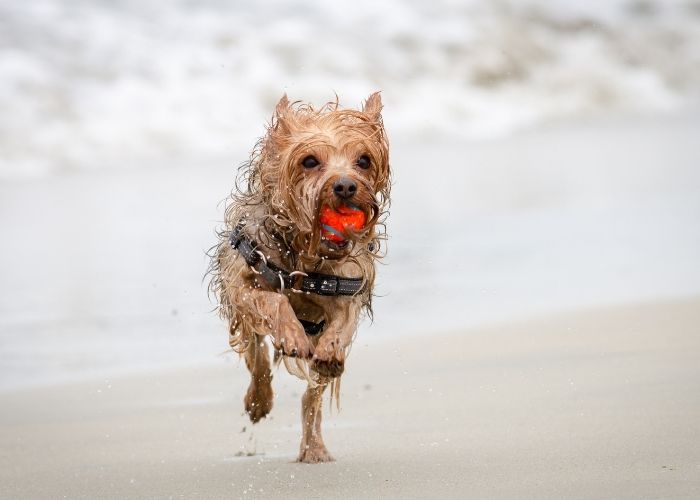  do terriers like water