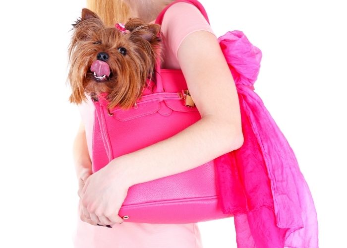 dog purses for yorkies dog purses for yorkies