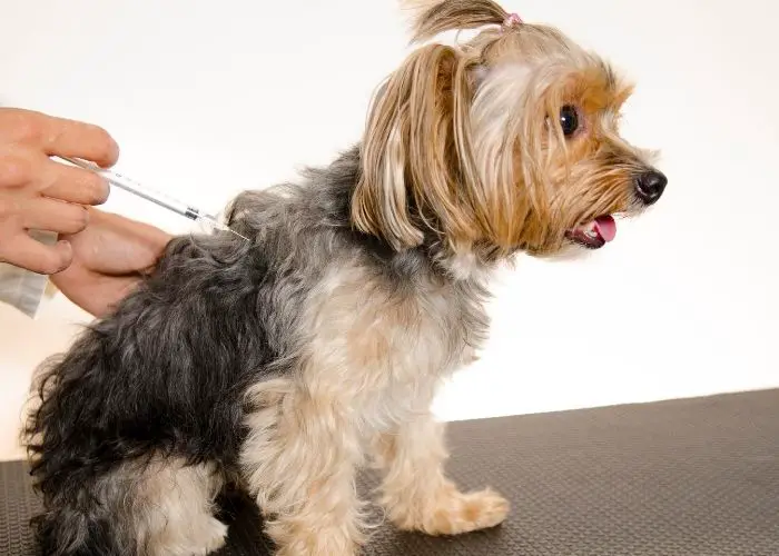 dog vaccine schedule