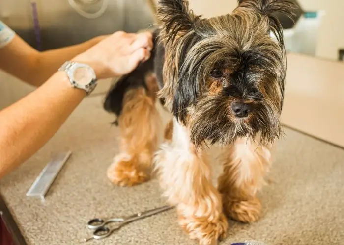 how much are teacup yorkies how much are teacup yorkies