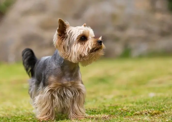 unique male yorkie names