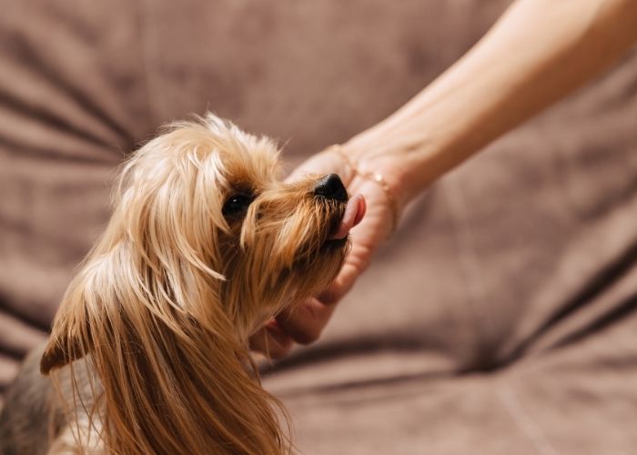 where do yorkies like to be petted