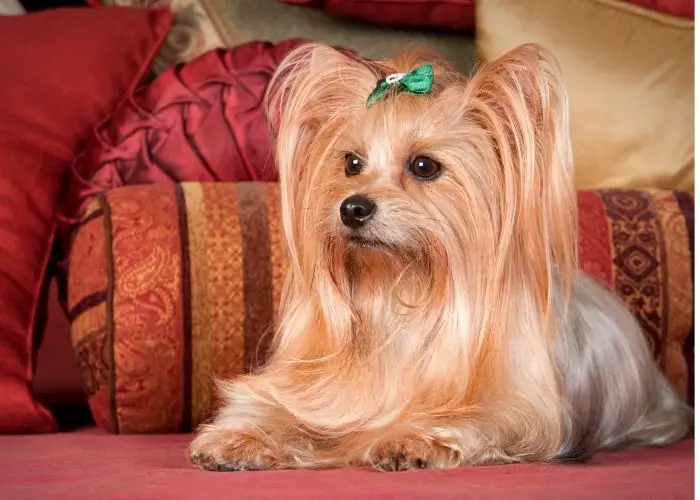 Rare Yorkie Colors Introduction To The Best Colorways Our Yorkie