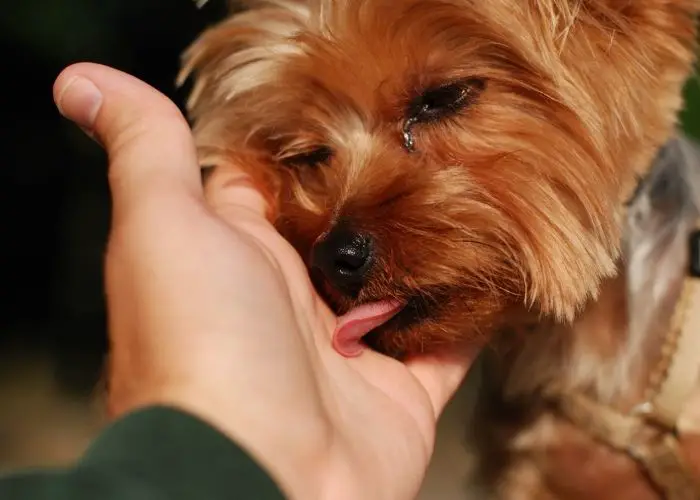  yorkie excessive licking